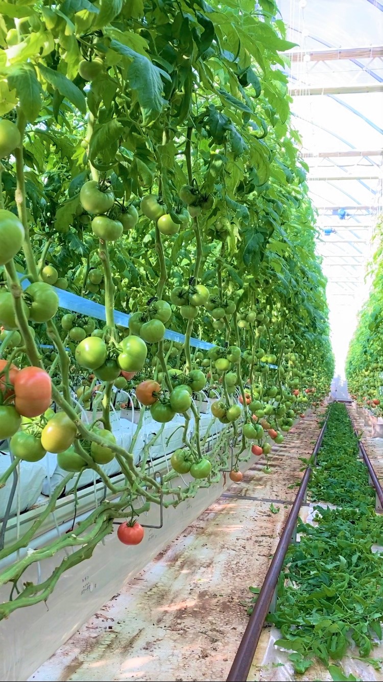 【公式ショップ】 Natural farming自然療法 持ち上がっ ウィールセラム 神農本草経 その他